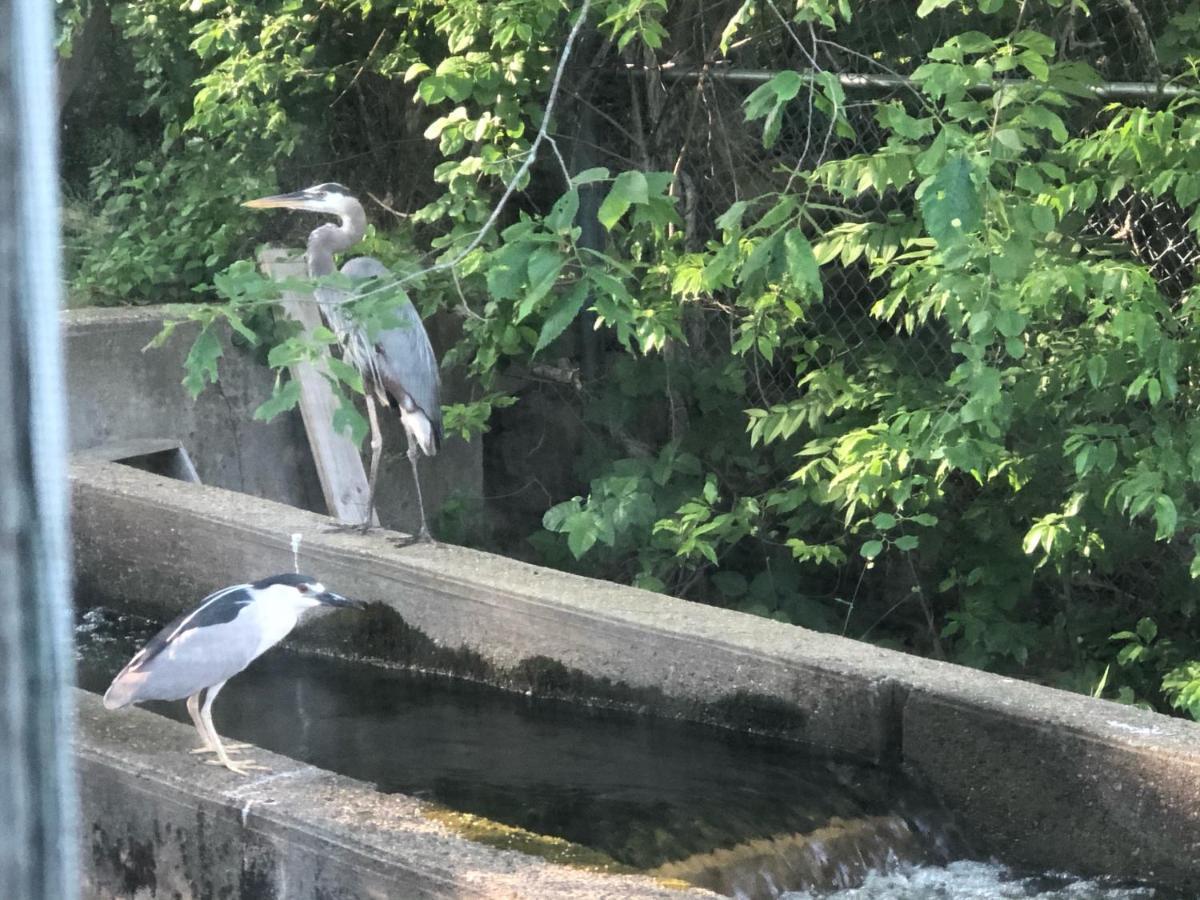 Herring Run Bourne Dış mekan fotoğraf
